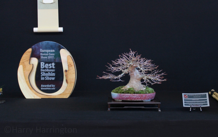 japanese maple bonsai award